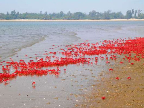 Beaches of Bengal