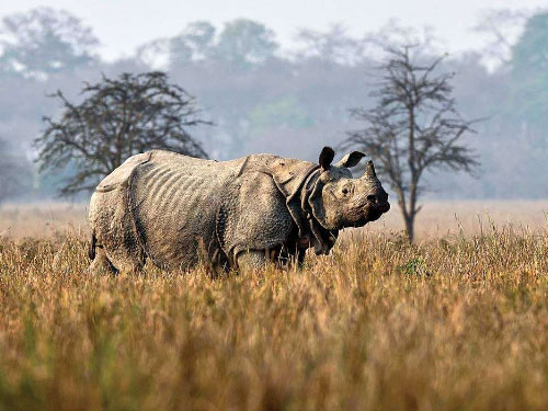 Kaziranga